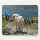 Search for goat electronics Mammals