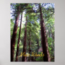 Search for muir woods posters Trees