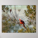 Search for northern cardinal posters Red