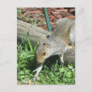 Search for extended postcards Mammal