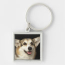 Search for black dog key rings Photography