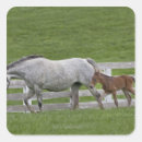 Search for foals stickers Animal