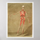Search for anatomy diagram posters Vintage