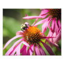 Search for bumblebee photography Yellow
