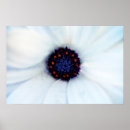 Search for osteospermum posters African daisy