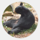 Search for large mammal stickers Black