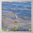 Search for egretta Egretta caerulea