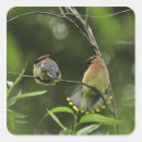 Search for cedar stickers Wildlife