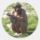 Search for chimpanzee stickers Funny