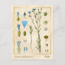 Search for flax postcards Blue
