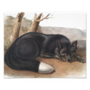 Search for vintage fox art Wildlife