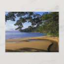 Search for kevin postcards Tropical