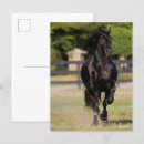 Search for friesians postcards Black