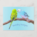 Search for bird lover cards Budgerigar