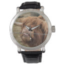 Search for highland cow watches Nature
