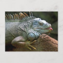 Search for iguanas postcards Wildlife