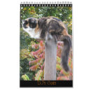 Search for kittis photography Feline
