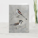 Search for perches cards Animal