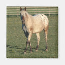 Search for gelding magnets Stallion