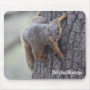 Search for funny squirrel electronics Nature