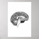 Search for brain anatomy posters Human
