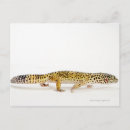 Search for crawl postcards Reptile