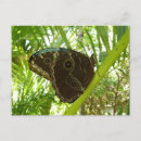 Search for morpho postcards Animal