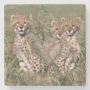 Search for environment barware Habitat