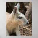 Search for wallaby posters Marsupial
