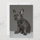 Search for bulldog thank you cards Pet