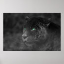 Search for black jaguar posters Predator