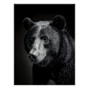 Search for black bear posters Black and white
