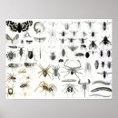 Search for entomology posters Zoology