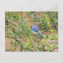 Search for jay postcards Leaves