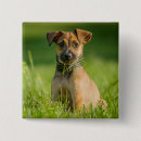 Search for animal collar badges Dog