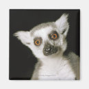 Search for lemur monkey magnets Zoo