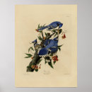 Search for bluejay art Animals