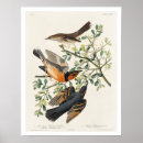 Search for thrushes posters Bird