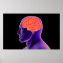 Search for neuroscience posters Neuroanatomy