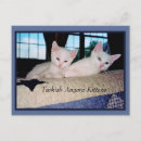 Search for angora Kittens