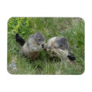 Search for marmot magnets Nature