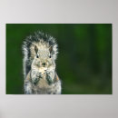 Search for cute squirrel posters Wild animal