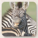 Search for reserve coasters Wildlife
