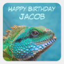 Search for iguana stickers Colourful