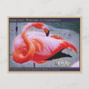 Search for flamingo picture postcards Travel