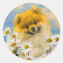 Search for pomeranian stickers Puppy