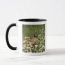 Search for white tailed deer mugs Nature