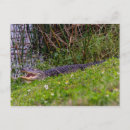 Search for wetlands postcards Swamp