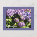 Search for hydrangea flowers postcards Purple