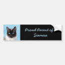Search for siamese cat bumper stickers Kitten